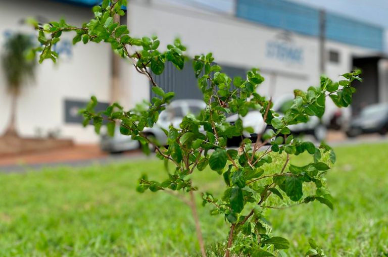 Um de nossos clientes nos presenteou com esse lindo pé de resedá.